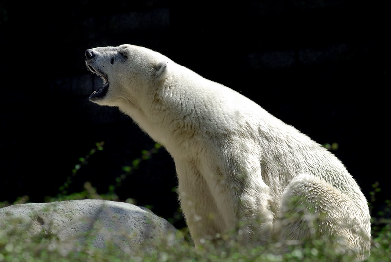 Zoo Wuppertal Tiere_DDB3305.jpg - Zoo Wuppertal